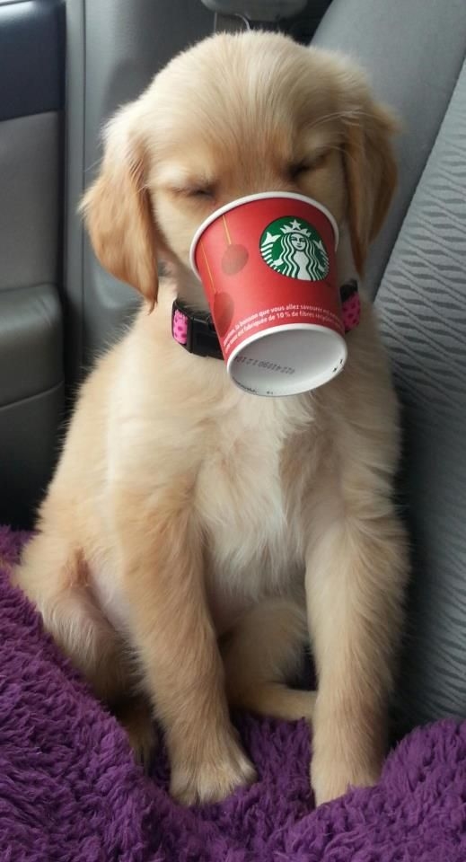 Starbucks Puppucinno Starbucks Puppucinno