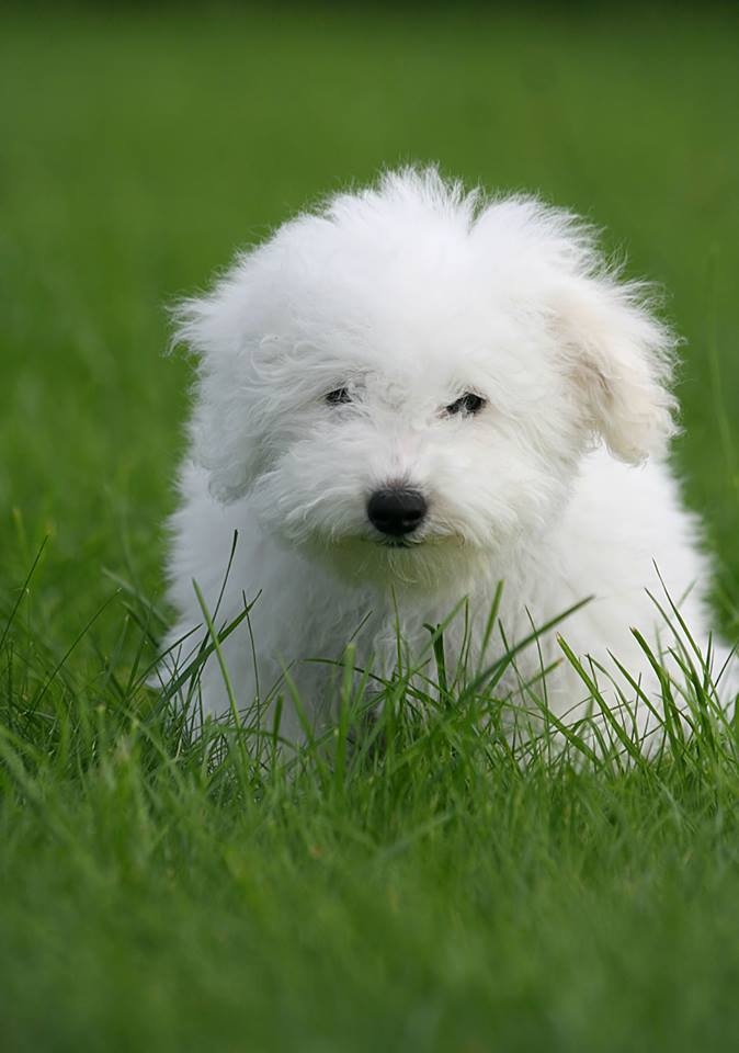 Bichon Frise Bichon Frise