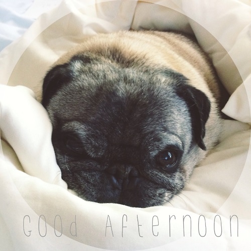 Good Afternoon Good Afternoon