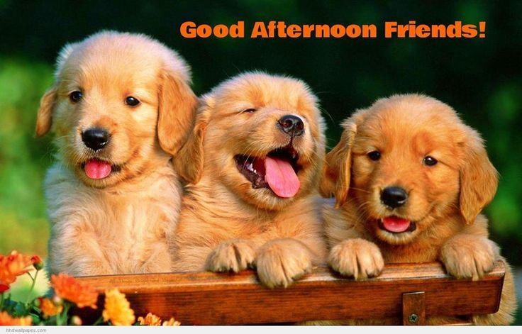Good Afternoon