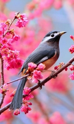 Pretty Bird