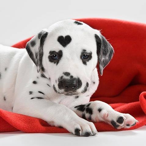 Sweetheart Dalmatian 