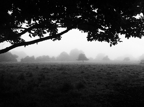 Misty field