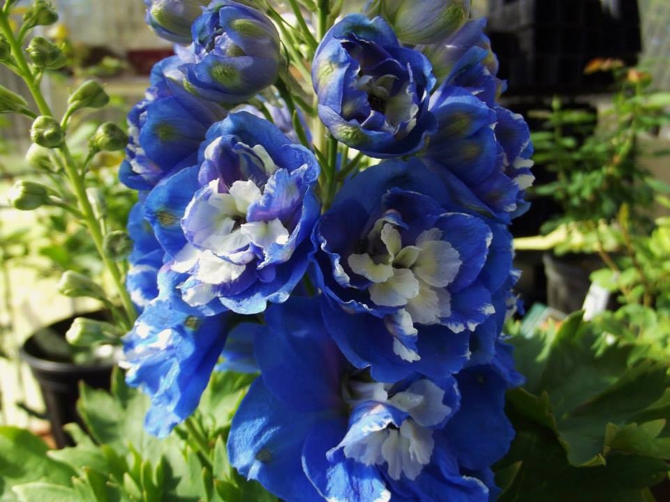 Aurora Delphinium Aurora Delphinium