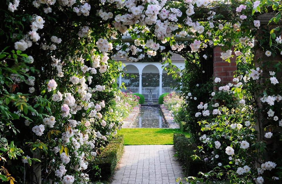 Climbing Roses Climbing Roses