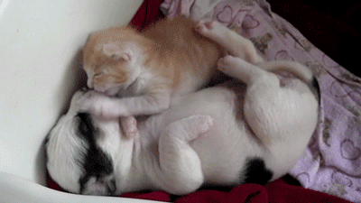 Darling Puppy & Kitten