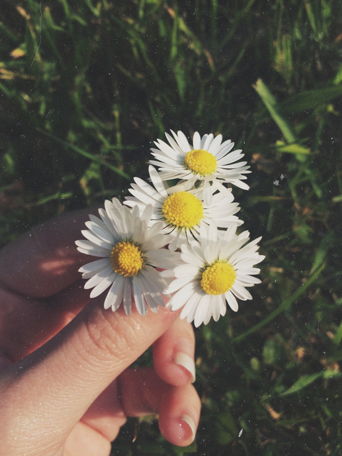Daisies