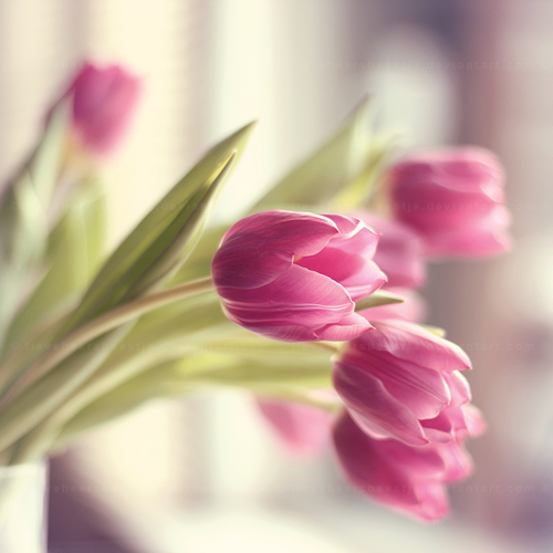 Beautiful tulips Beautiful tulips