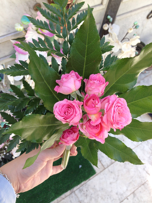 Pink roses Pink roses