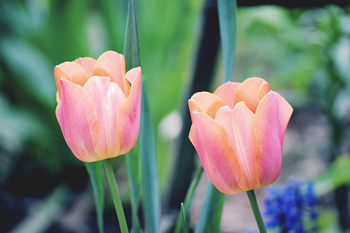 Lovely tulips Lovely tulips