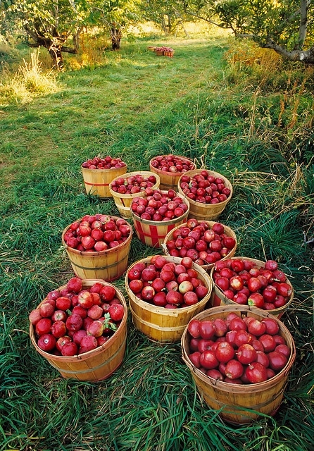 Apple barrels