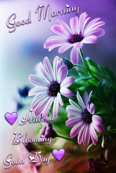 Good Morning Good Morning