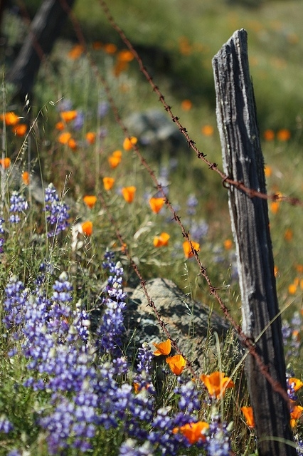 Wildflowers
