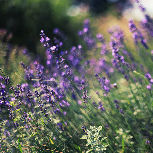 Lavender field