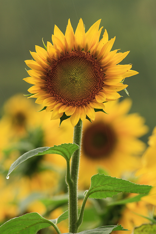 Beautiful sunflower