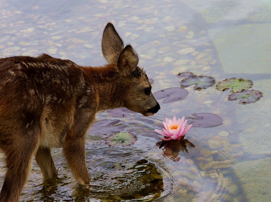 Deer in the water Deer in the water