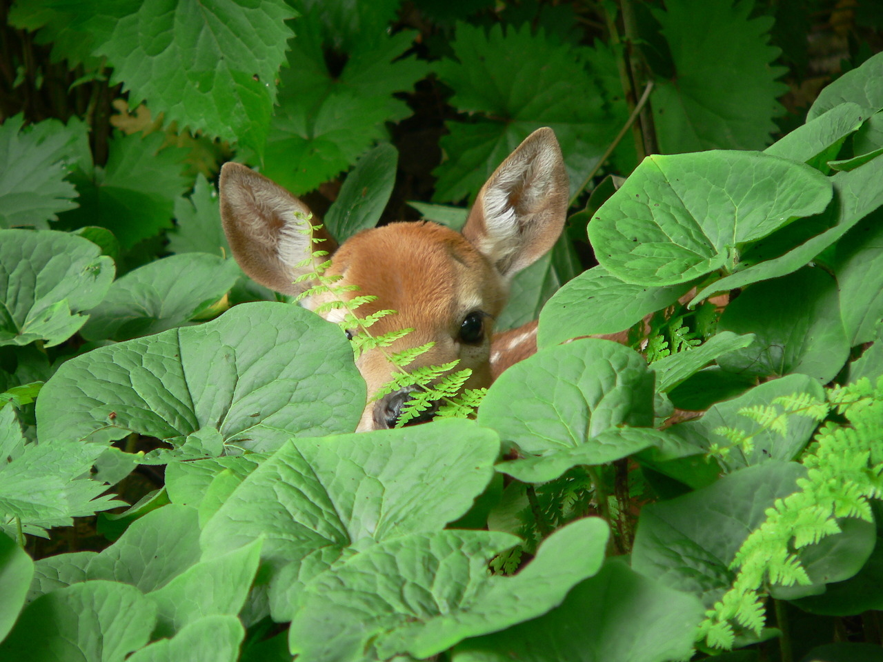 Peeking deer