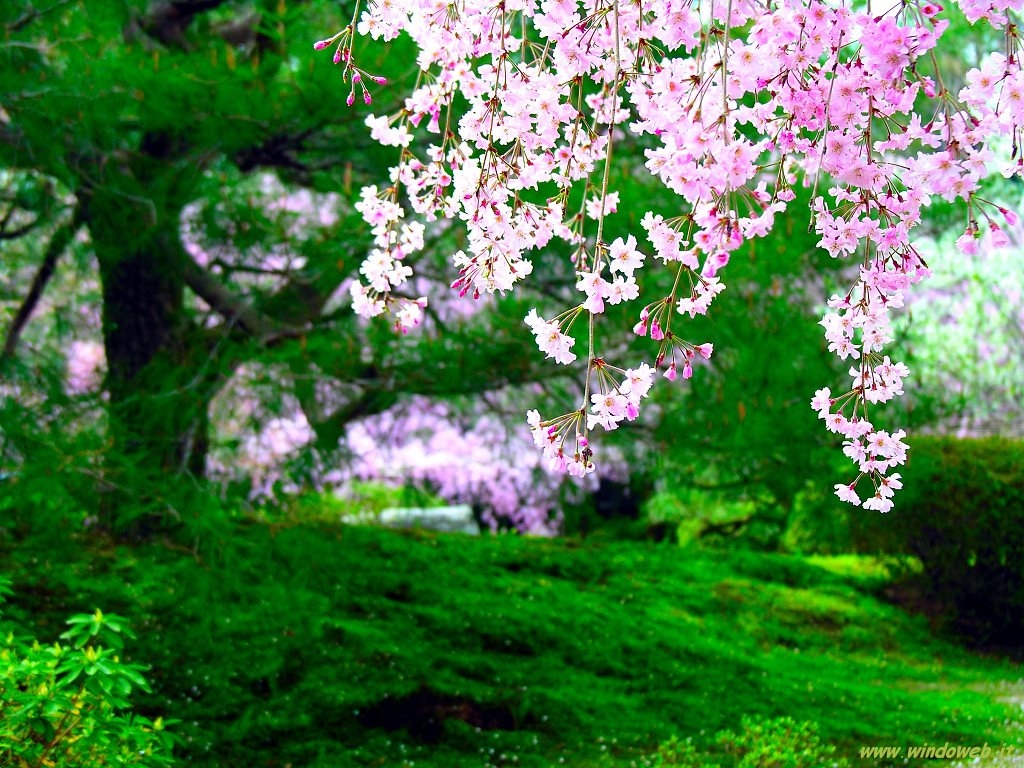 Cherry Blossoms