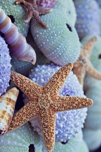 Sea shells