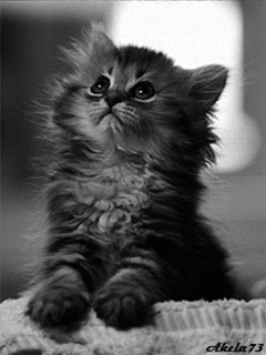 The saddest kitten ever!