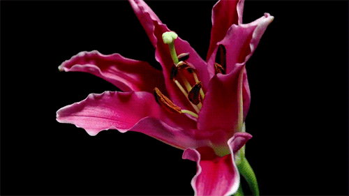 Lily Blossoming