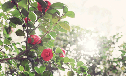Glitter Lights on Red Roses Glitter Lights on Red Roses