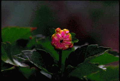 Pink Dahlia Blooming Pink Dahlia Blooming