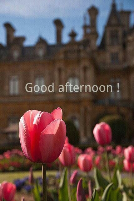 Good Afternoon