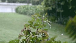 Rain on the leaves
