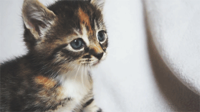 Meow