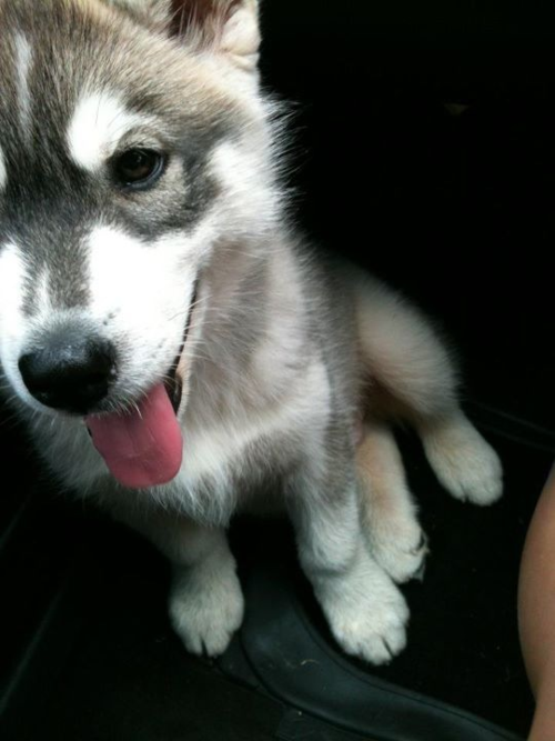 Cute Puppy