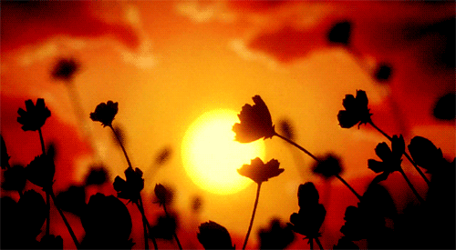 Flowers in the wind Flowers in the wind
