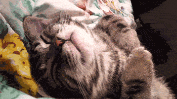 Sleeping Cat