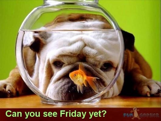 Can you see Friday