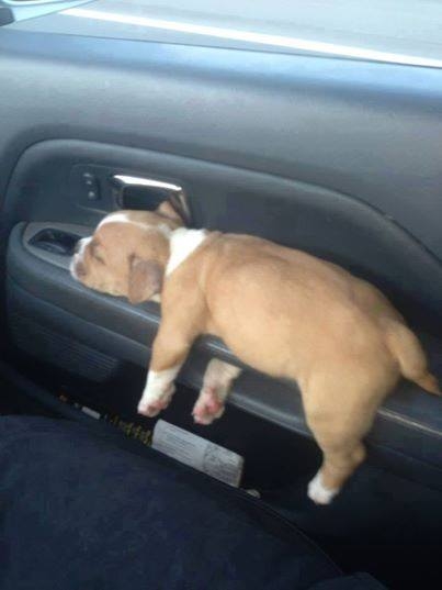 Puppy Napping on Car Door Handle