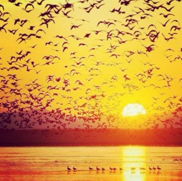 Fly Away Fly Away