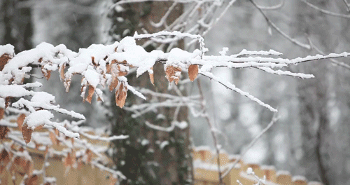 Snow fall Snow fall
