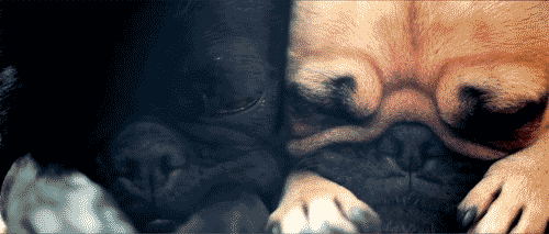Cute blinking puppies
