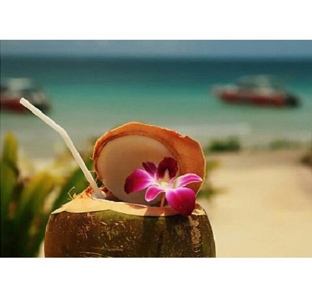 Coconut Drink Coconut Drink