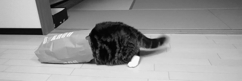 Cat in the bag Cat in the bag
