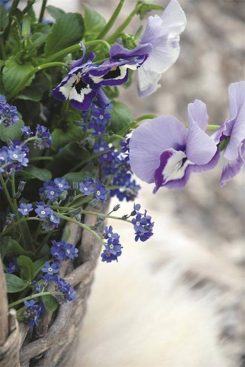 Purple flowers Purple flowers