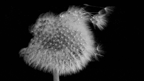 Dandelion in the wind