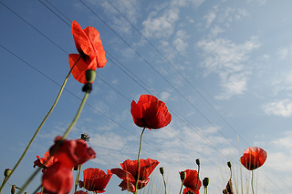 Urban poppies