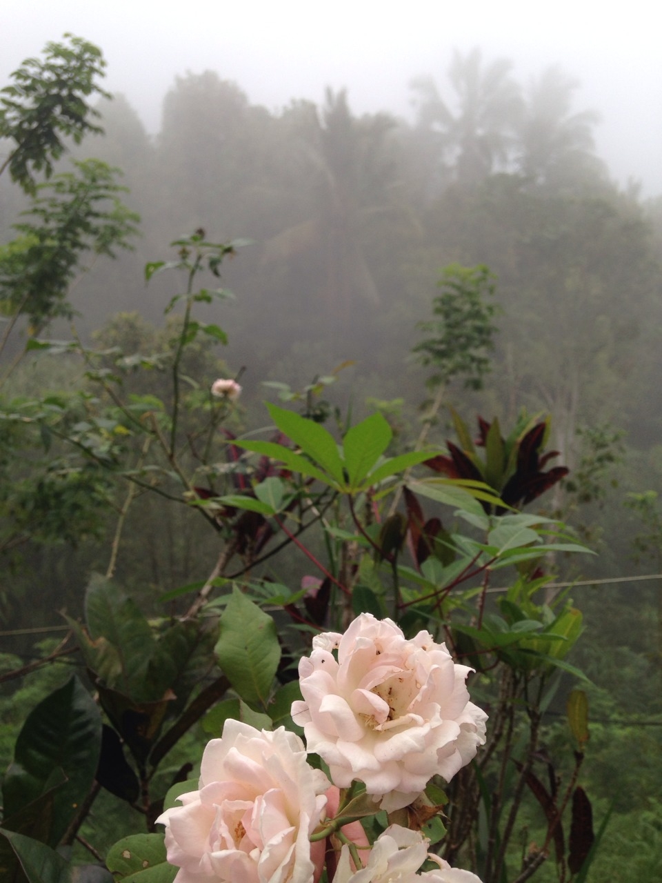 Soft roses Soft roses