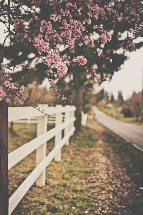Blossoms Blossoms