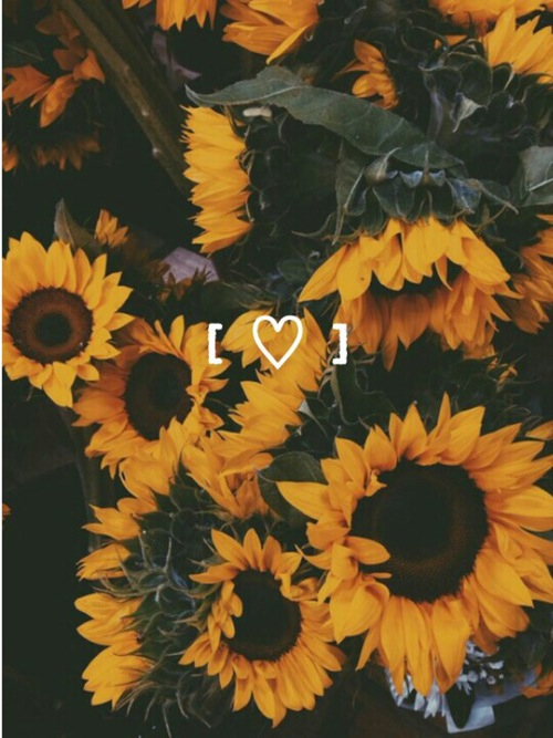 Sunflowers Sunflowers