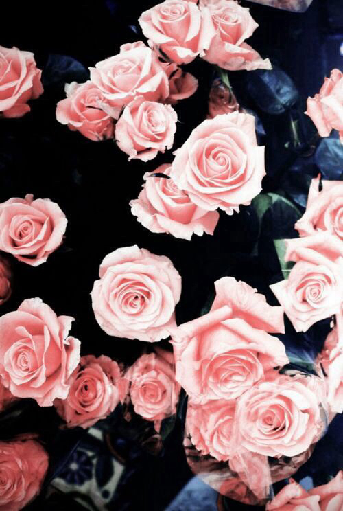 Hipser roses Hipser roses