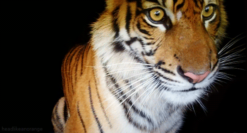Tiger eyes