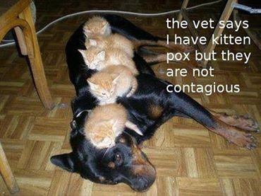 Cat and dog