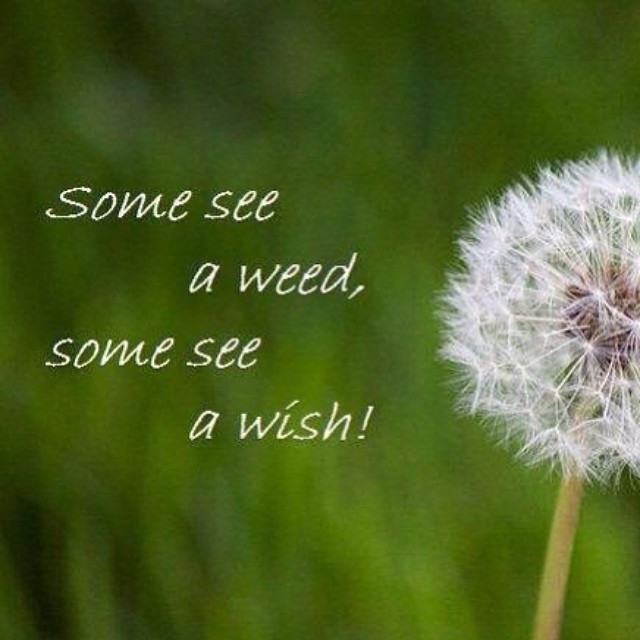 Some see a weed, some see a wish Some see a weed, some see a wish